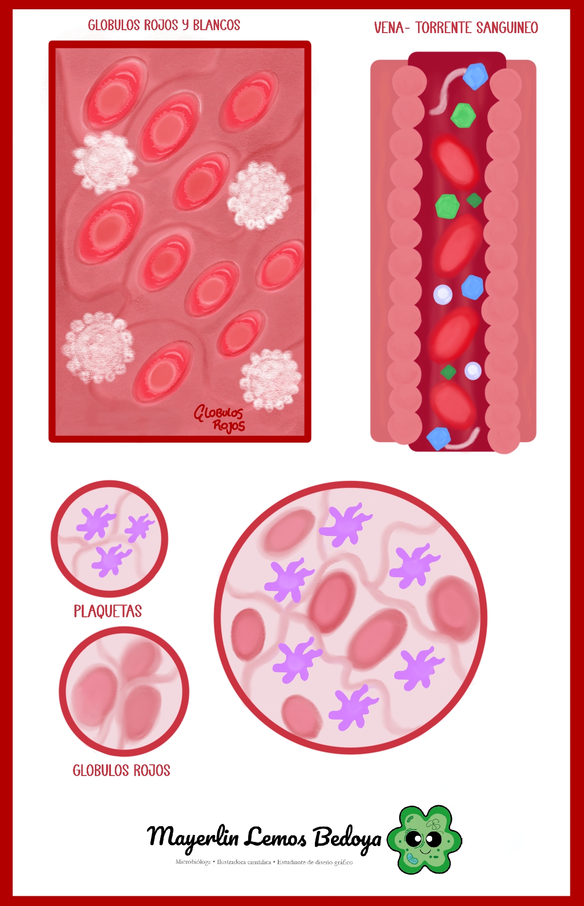 Ilustración científica de glóbulos rojos